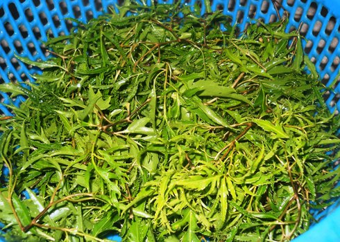 7 loại nước uống quen thuộc cho nguồn sữa mẹ dồi dào