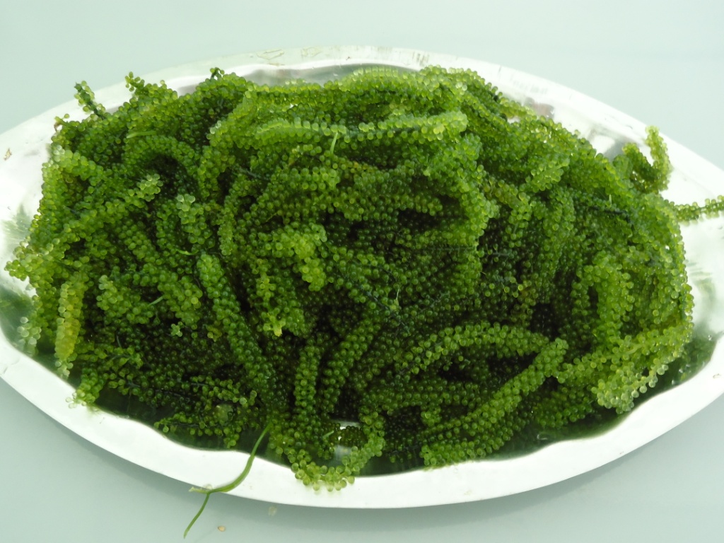 Rong biển trị táo bón hiệu quả cho bà bầu