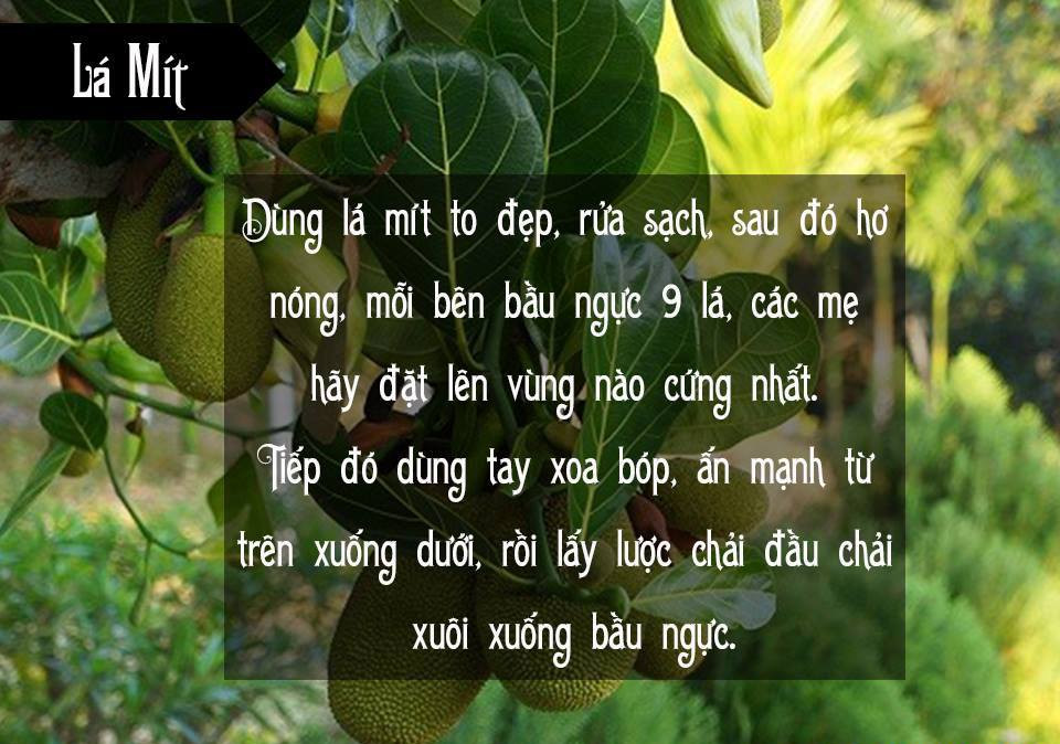 Cách trị dứt điểm tắc tia sữa bằng lá mít