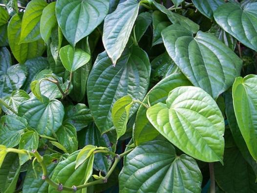 Lá trầu không trị hăm tã cho bé